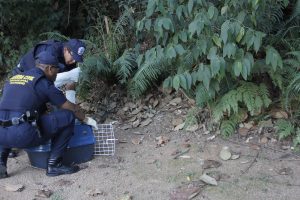 dois homens da Guarda Ambiental de Barueri ajoelhados diante da vegetação com uma gaiola aberta, presumidamente tentando capturar ou liberar algum animal silvestre