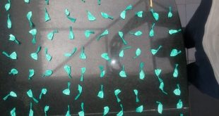 papelotes de cocaína dispostos numa mesa da Guarda Civil de Barueri