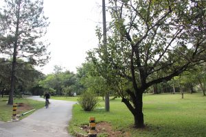 um ciclista passeia em uma trilha em meio a árvores e grama no Parque Ecológico de Barueri