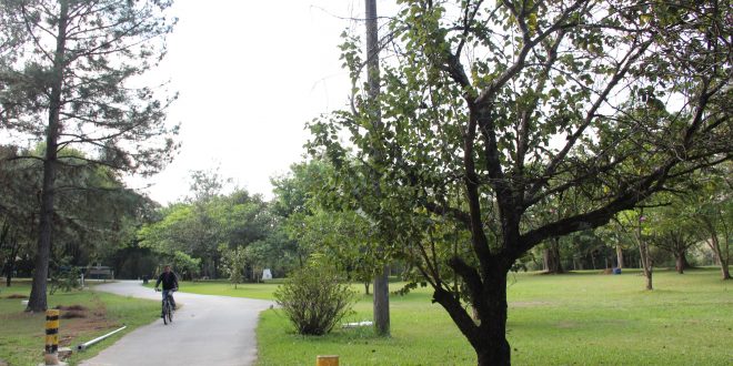 um ciclista passeia em uma trilha em meio a árvores e grama no Parque Ecológico de Barueri