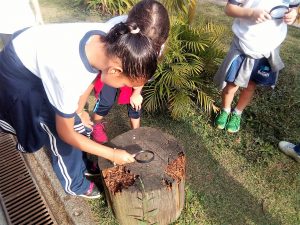 Alunos da Bruno Tolaini participam de projeto de pesquisa com insetos