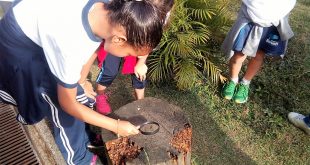 Alunos da Bruno Tolaini participam de projeto de pesquisa com insetos