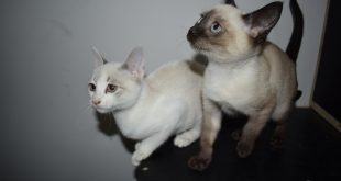 dois gatos jovens em cima de uma mesa