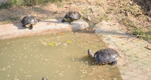 tartarugas nadam e andam ao redor de lago no Cetas Barueri