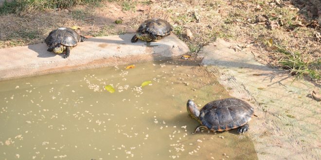 tartarugas nadam e andam ao redor de lago no Cetas Barueri