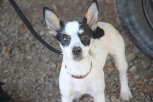 um cãozinho olha curioso para a câmera