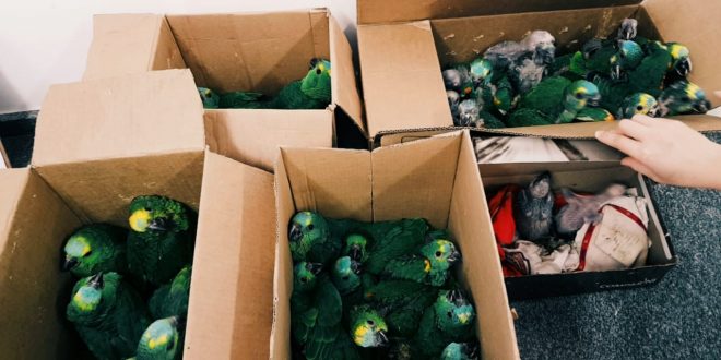 quatro caixas lotadas de aves verdes apreendidas