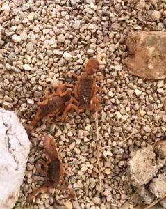 escorpiões em barueri