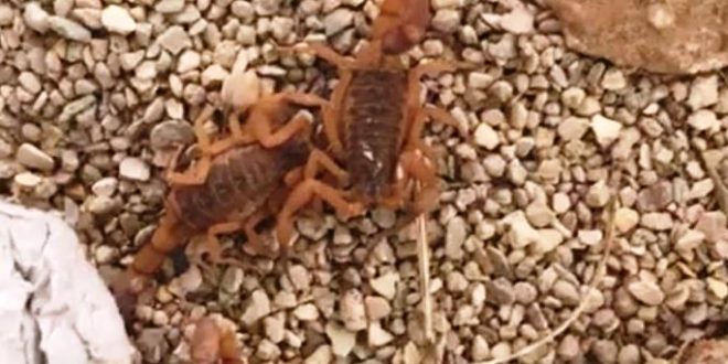 escorpiões em barueri