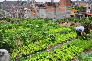 horta comunitária em Itapevi