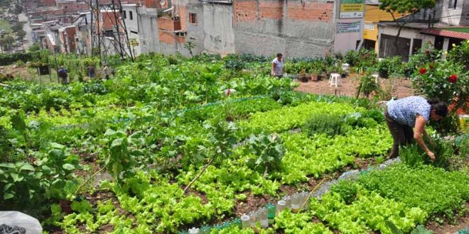 horta comunitária em Itapevi