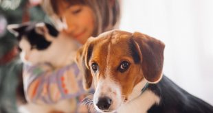 Shopping Tamboré recebe Feira de Adoção de cães e gatos