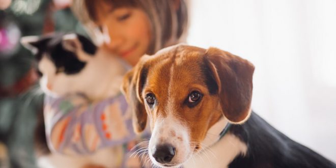 Shopping Tamboré recebe Feira de Adoção de cães e gatos