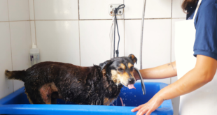 Conheça o Cepad II, local que salva pets e animais de grande porte